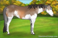 Horse Color:Bay Splash 