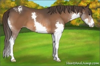 Horse Color:Bay Splash Appaloosa 