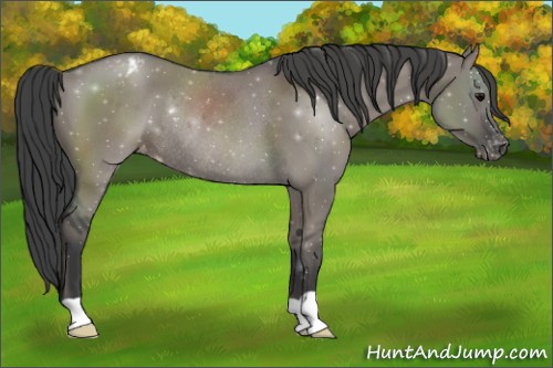 Horse Color:Grullo Blanket Rabicano