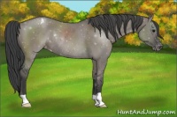 Horse Color:Grullo Appaloosa Rabicano