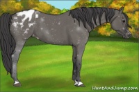 Horse Color:Grullo Roan Appaloosa 