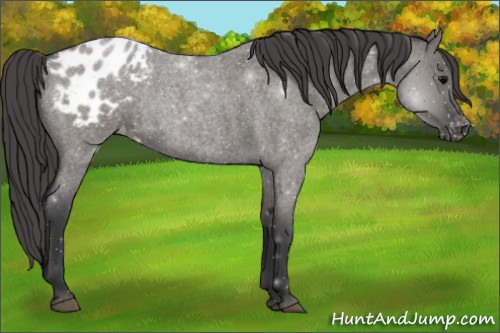 Horse Color:Grullo Roan Appaloosa Rabicano 