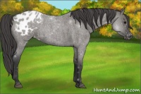 Horse Color:Grullo Roan Appaloosa Rabicano 