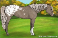 Horse Color:Silver Grullo Appaloosa