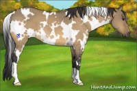 Horse Color:White Spotted Buckskin Dun 