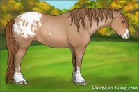 Horse Color:Brown Pearl Sabino Appaloosa 