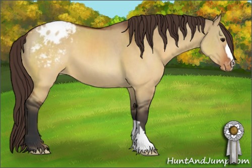 Horse Color:Brown Dun Appaloosa 