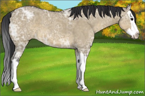 Horse Color:Brown Ice Roan Dun Splash 