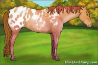 Horse Color:Chocolate Brown Pearl Dun Appaloosa 