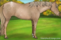 Horse Color:Liver Chestnut Pearl Snowflake Varnish