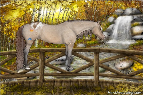 Horse Color:Buckskin Dun Sabino Varnish