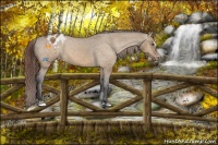 Horse Color:Buckskin Dun Sabino Appaloosa 