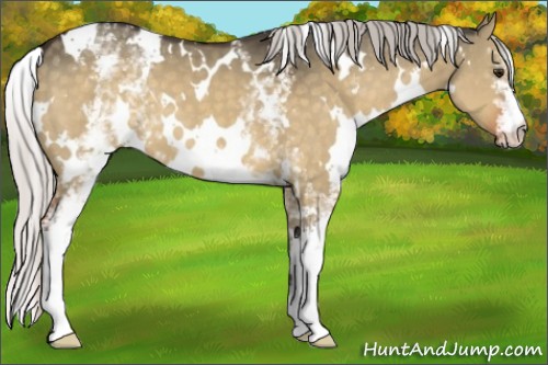 Horse Color:White Spotted Silver Brown Dun 