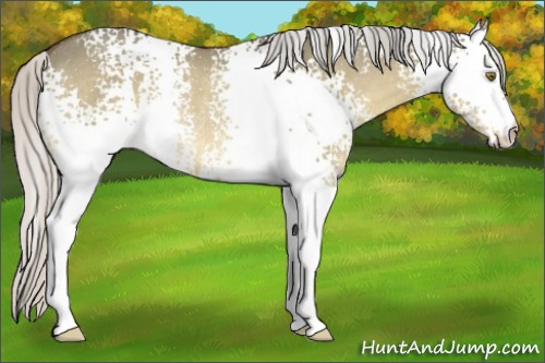 Horse Color:White Spotted Silver Bay Dun Rabicano 