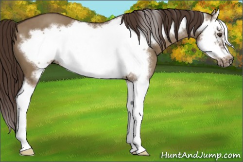 Horse Color:Liver Red Dun Splash Frame 