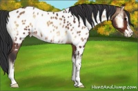Horse Color:Bay Onyx Sabino Appaloosa 