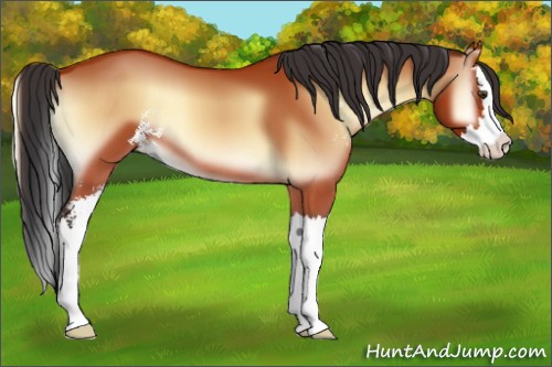 Horse Color:Bay Onyx Sabino Splash 