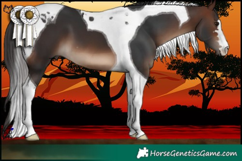 Horse Color:Brown Tobiano 