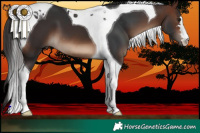 Horse Color:Brown Tobiano
