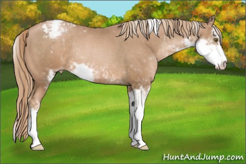 Horse Color:Liver Chestnut Pearl Sabino Appaloosa Rabicano