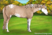 Horse Color:Liver Chestnut Pearl Sabino Snowcap Rabicano 