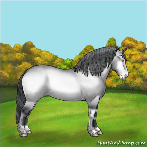 Horse Color:Bay Chinchilla Onyx Appaloosa
