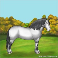 Horse Color:Bay Chinchilla Onyx Appaloosa