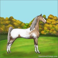 Horse Color:White Spotted Silver Bay Dun Appaloosa 