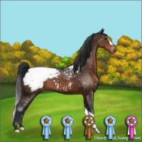 Horse Color:Brown Appaloosa 