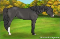 Horse Color:Smoky Black Appaloosa 