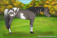 Horse Color:White Spotted Black Blanket 