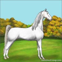 Horse Color:White Spotted Gold Champagne Snowflake Varnish