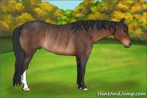 Horse Color:Bay Rabicano 