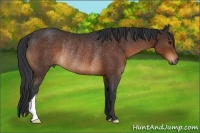 Horse Color:Bay Rabicano 