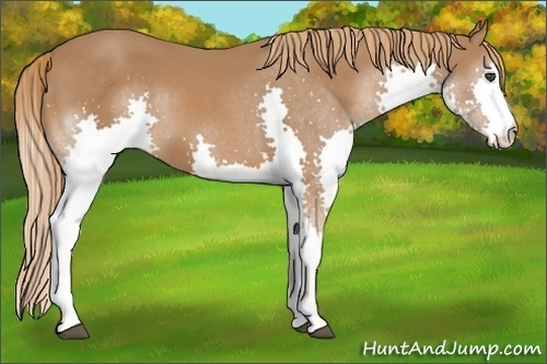 Horse Color:Chestnut Splash 
