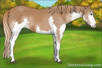 Horse Color:Chestnut Splash