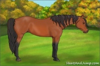 Horse Color:Bay Rabicano 