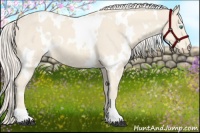 Horse Color:White Spotted Cremello 