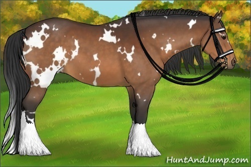 Horse Color:White Spotted Brown Sabino 
