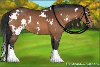 Horse Color:White Spotted Brown Sabino