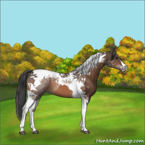 Horse Color:Buckskin Tobiano 