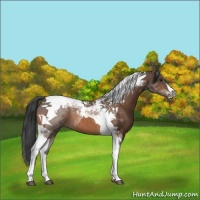 Horse Color:Buckskin Tobiano 
