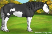 Horse Color:Black Splash Frame
