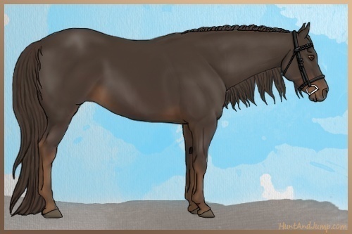 Horse Color:Liver Chestnut Sabino