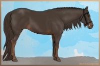 Horse Color:Liver Chestnut Sabino 