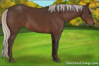 Horse Color:Silver Bay 