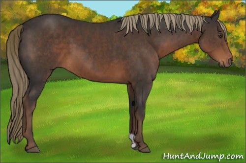 Horse Color:Liver Chestnut 