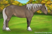 Horse Color:Silver Buckskin