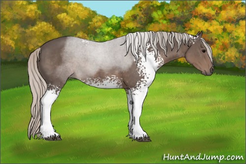 Horse Color:White Spotted Silver Black 