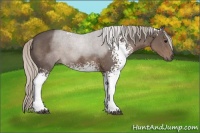 Horse Color:White Spotted Silver Black 